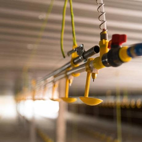 Low Cost Modern Design Prefabricated Steel Structure Chicken House for Poultry Farm Building