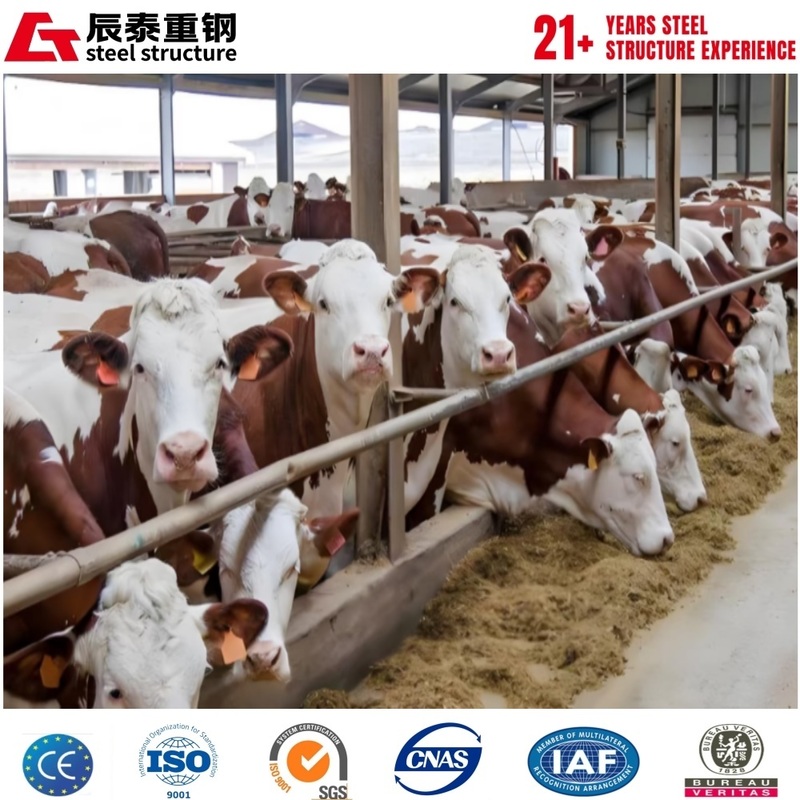 Galvanized anti-corrosion portal steel frame structure agricultural building breeding farm