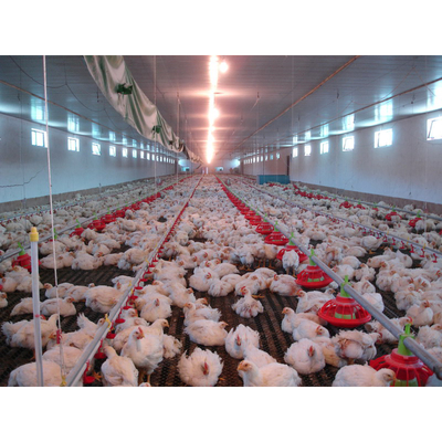 Prefabricated Farm Building Layer Broiler Chicken House