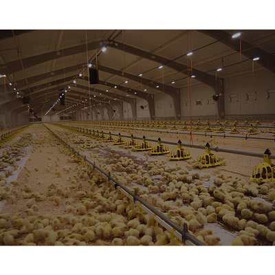 Modern Design Chicken Layer Broiler Poultry Farm Building