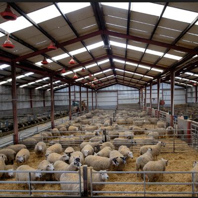 Customized Prefab Farm Building Light Steel Structure Sheep Shed